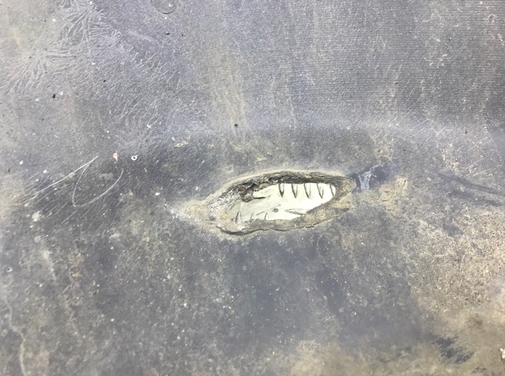 Бампер передний бу для Land Rover Freelander 1 2.0 TD,  2006 г.