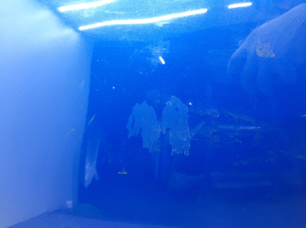 Капот бу для Seat Ibiza 4 1.6 TDi, 2012 г. Капот бу для Seat Ibiza 4 1.6 TDi, 2012 г.